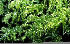 Chinese moss found for 1st time in Japan
